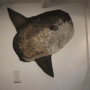 Skin of Mola mola, Whanganui Regional Museum