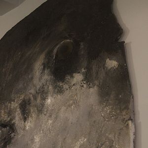 Skin of Mola mola, Whanganui Regional Museum