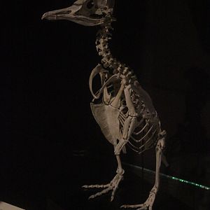 Skeleton of Little Blue Penguin, Whanganui Regional Museum