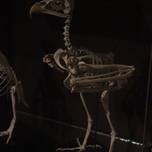 Skeleton of "Hawk" (exact species not specified), Whanganui Regional Museum
