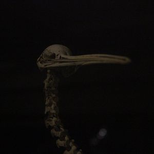 Skeleton of North Island Brown Kiwi, Whanganui Regional Museum