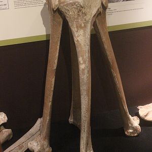 Bones of Moa, Whanganui Regional Museum
