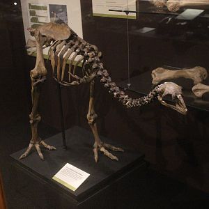 Skeleton of Little Bush Moa, Whanganui Regional Museum