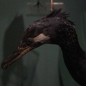 Taxidermy Great Cormorant (novaehollandiae), Whanganui Regional Museum