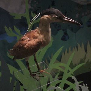 Taxidermy Nankeen Night-Heron, Whanganui Regional Museum
