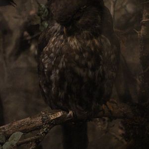 Taxidermy Morepork, Whanganui Regional Museum