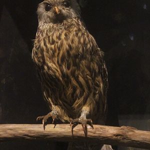 Taxidermy Laughing Owl, Whanganui Regional Museum
