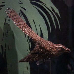 Taxidermy Eudynamys taitensis, Whanganui Regional Museum