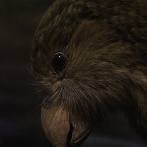 Taxidermy Kākāpō, Whanganui Regional Museum