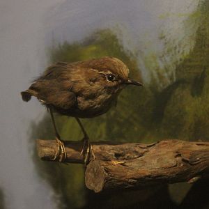 Taxidermy Bush Wren, Whanganui Regional Museum