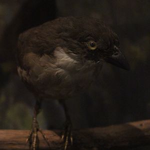 Taxidermy North Island Piopio, Whanganui Regional Museum