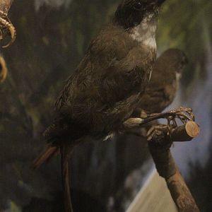 Taxidermy North Island Piopio, Whanganui Regional Museum
