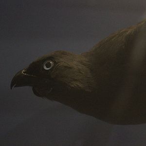 Taxidermy North Island Kōkako, Whanganui Regional Museum