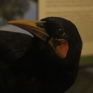 Taxidermy Huia male, Whanganui Regional Museum