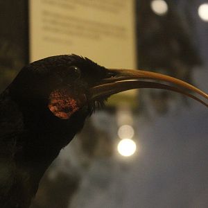 Taxidermy Huia female, Whanganui Regional Museum