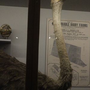 Taxidermy Common Ostrich female (died in NZ ~100 years ago), Whanganui Regional Museum