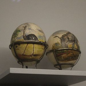 Decorated eggs of Common Ostrich, Whanganui Regional Museum