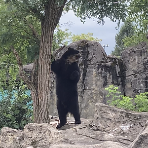Andean Bear standing on two legs