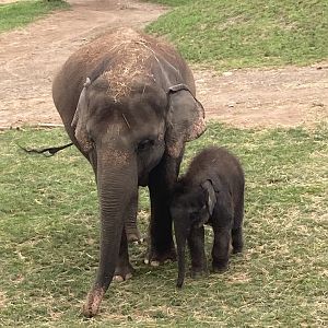 Asian Elephant Mother and Calf