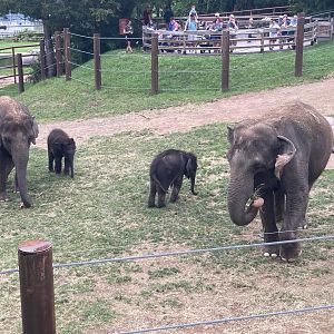 Asian Elephant Family Group with Twins