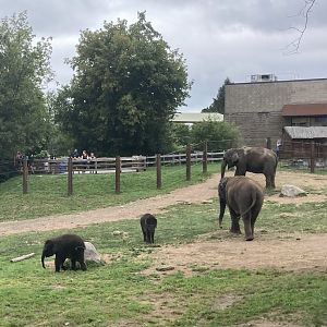 Asian Elephant Family Group with Twins
