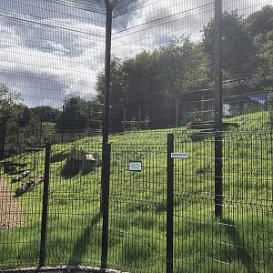 Kingdom of the Barbary Lion