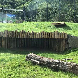 Kingdom of the Barbary Lion