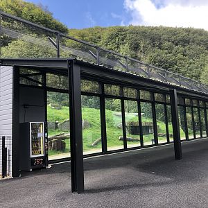 Kingdom of the Barbary Lion