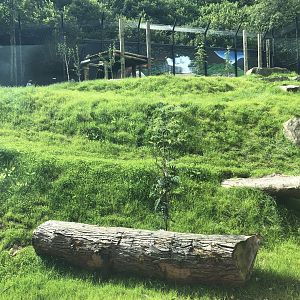 Kingdom of the Barbary Lion