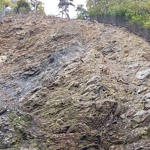 Himalayan thar enclosure