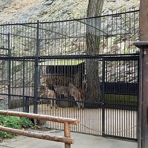 Seperation enclosure Himalayan thar