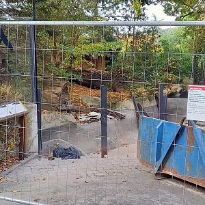 Building-site North American river otter