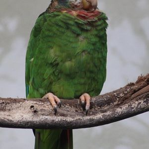 Yellow-billed amazon