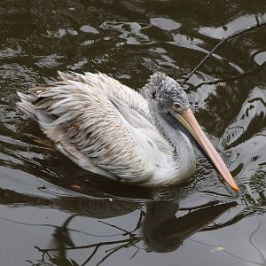 Spot-billed pelican