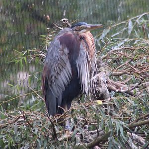 Purple heron