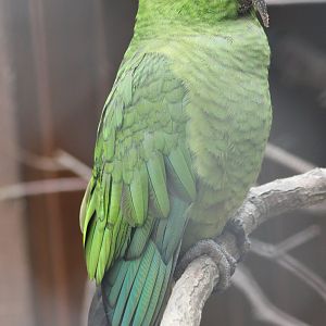 Slender-billed parakeet