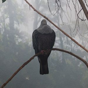 Spotted imperial pigeon