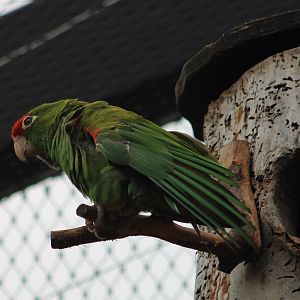 Greater cordilleran parakeet