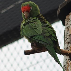 Greater cordilleran parakeet
