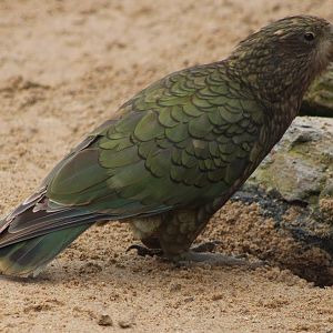 Kea