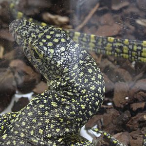 Varanus indicus ( from Merauke - New Guinea )