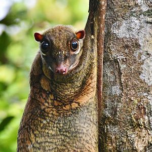 Wild(?) Sunda Colugo (Galeopterus variegatus)