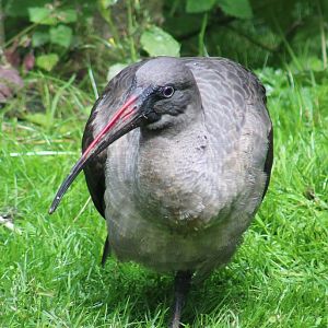 Hadada ibis