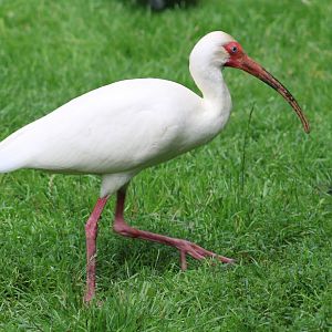 American white ibis