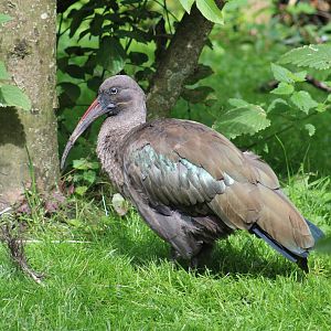 Hadada ibis