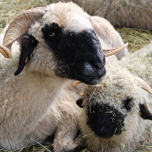 Waliser black-nosed sheep
