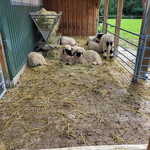 Feeding-place Black-nosed sheep