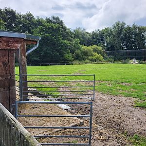Black-nosed sheep enclosure