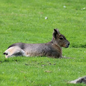 Patagonian cavy
