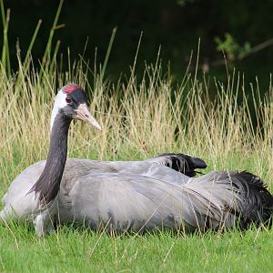European crane